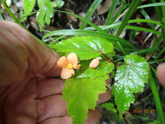 Begonia sutherlandii