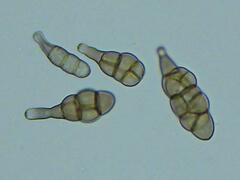 Alternaria solani