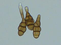 Alternaria solani