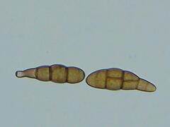 Alternaria solani