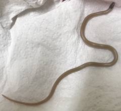 Tantilla hobartsmithi