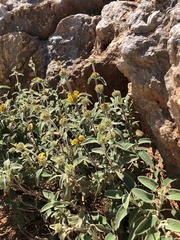 Phlomis cretica