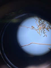 Phylidonyris