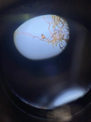 Phylidonyris