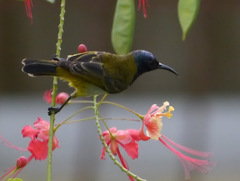 Anabathmis reichenbachii