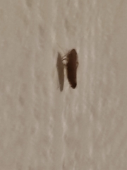 Insecta