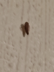 Insecta