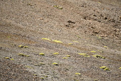 Thylacospermum caespitosum