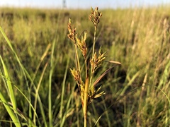 Cyperus schweinitzii