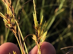 Cyperus schweinitzii