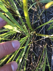 Cyperus schweinitzii