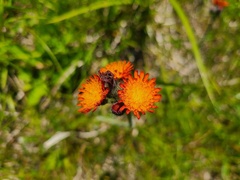 Pilosella aurantiaca