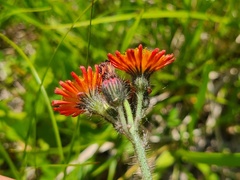 Pilosella aurantiaca