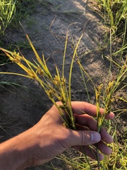 Cyperus schweinitzii