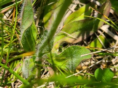 Pilosella aurantiaca