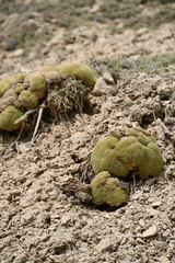 Thylacospermum caespitosum