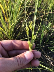 Cyperus schweinitzii