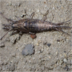 Machilinus aurantiacus