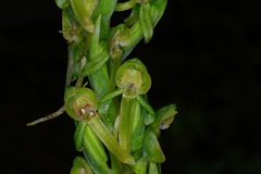 Platanthera brevifolia