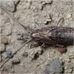 Machilinus aurantiacus