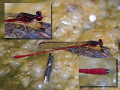 Megalagrion calliphya