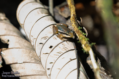 Allobates insperatus