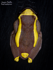 Dendropsophus bifurcus