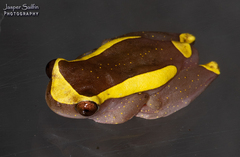 Dendropsophus bifurcus
