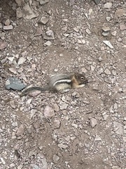 Callospermophilus lateralis tescorum