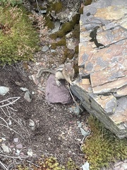 Callospermophilus lateralis tescorum