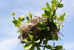 Auriparus flaviceps