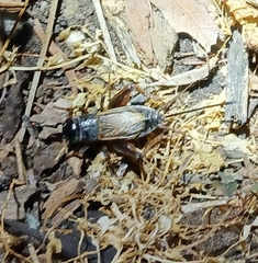 Gryllus