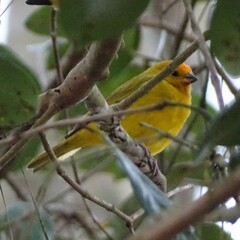 Sicalis flaveola