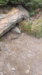 Callospermophilus lateralis tescorum