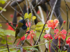 Anabathmis reichenbachii