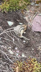 Callospermophilus lateralis tescorum