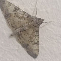 Dysallacta negatalis