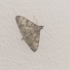 Dysallacta negatalis