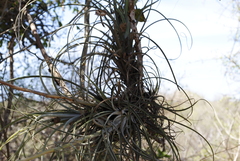 Tillandsia exserta