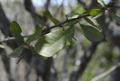 Erythroxylum mexicanum