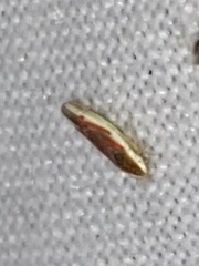 Erythridula lawsoniana