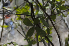 Erythroxylum mexicanum