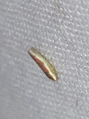 Erythridula lawsoniana