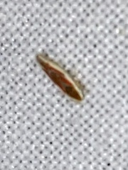 Erythridula lawsoniana