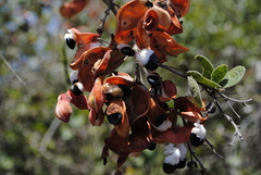 Pithecellobium unguis-cati