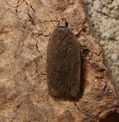 Eulechria convictella