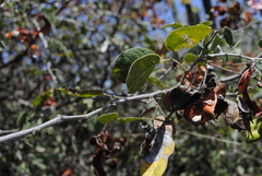 Pithecellobium unguis-cati