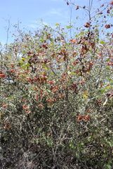 Pithecellobium unguis-cati