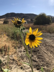 Helianthus annuus