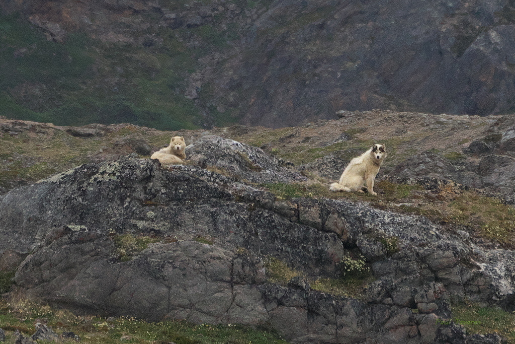 Domestic Dog from Kimmirut, NU, Canada on July 24, 2022 at 0945 AM by